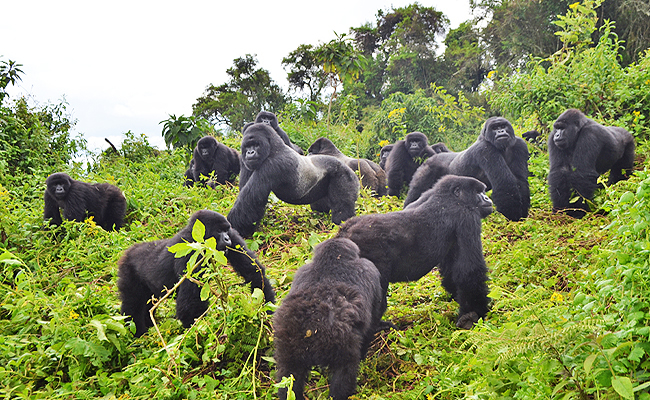 mountain gorilla safari rwanda
